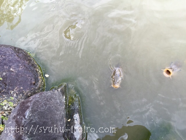 プレジャーフォレスト池の鯉