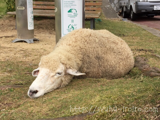 六甲山牧場羊