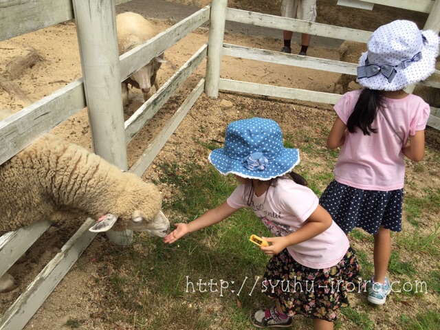 六甲山牧場羊