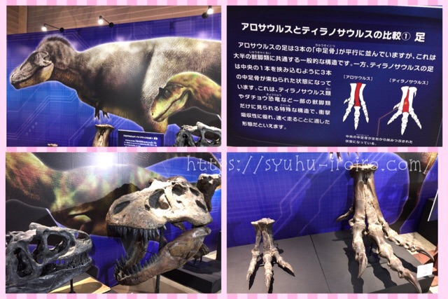 アロサウルスとティラノサウルスの比較