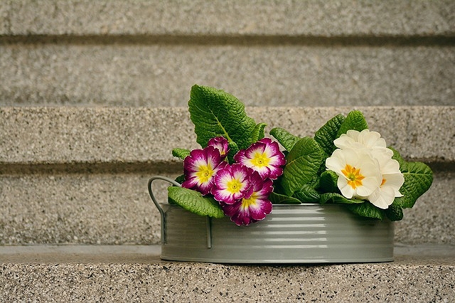 階段とお花